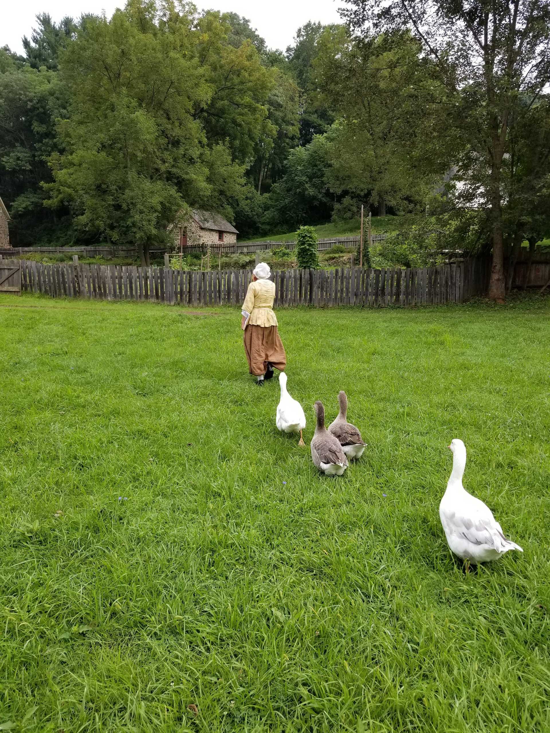 a grassy field at the farmstead with animals and a reenactor